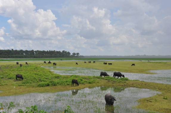 Búfalos pastam tranquilamente na região de Pinheiro, nas reentrâncias maranhenses - MA